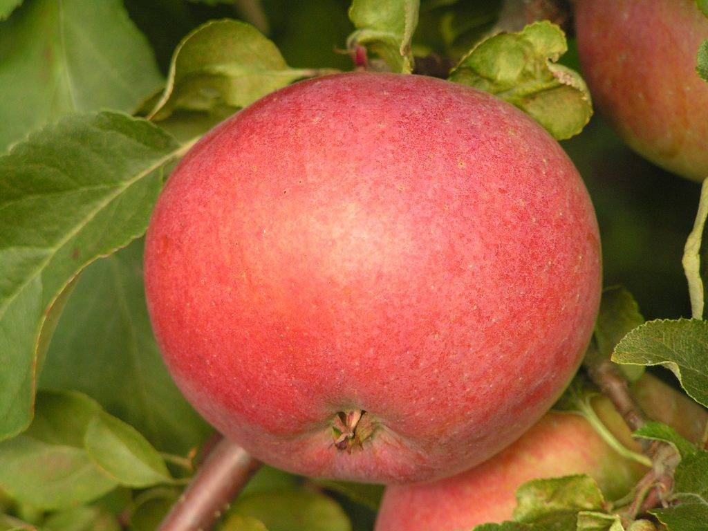 Яблоня белорусское сладкое: описание сорта, фото, отзывы, посадка