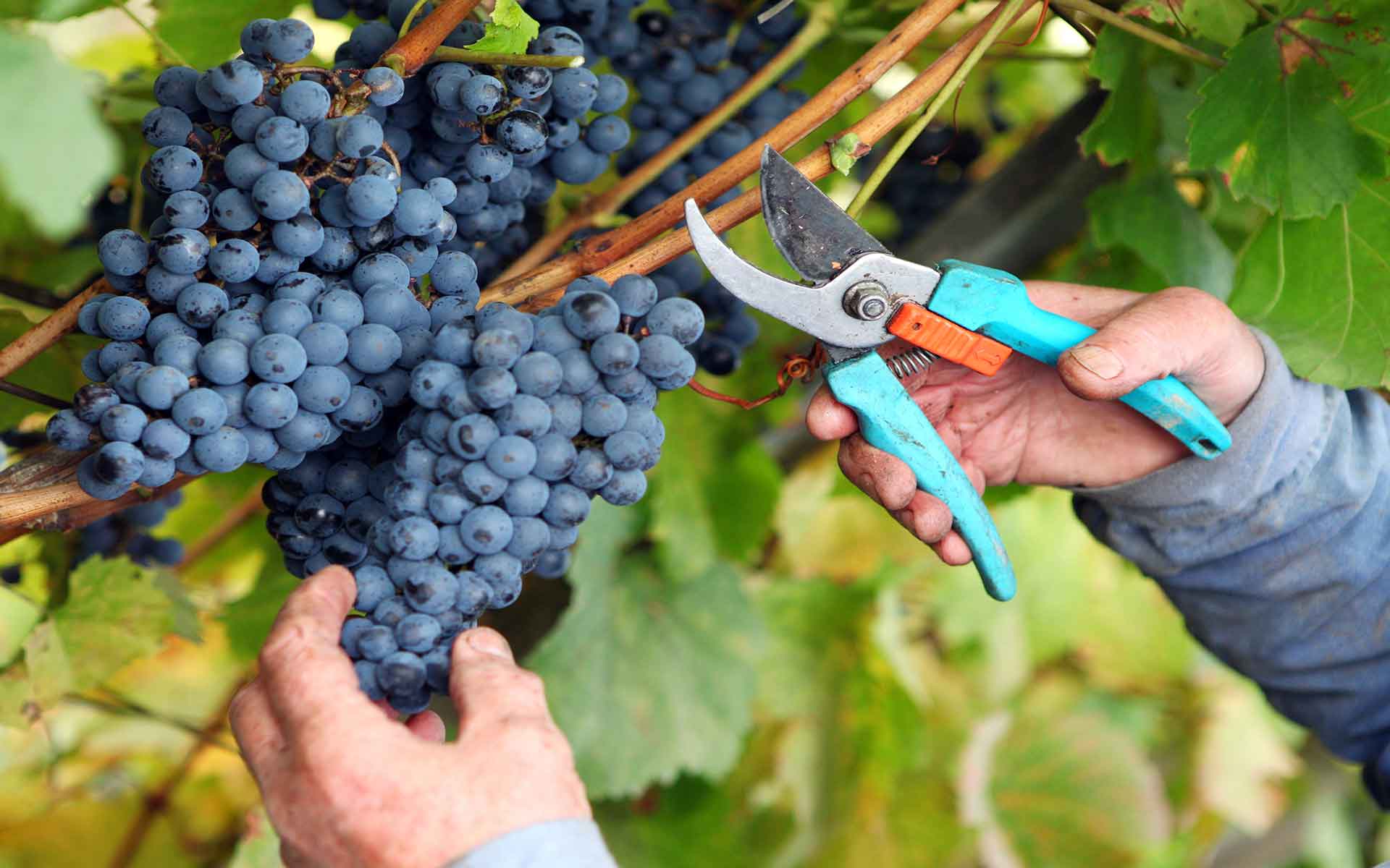 Виноград арочный: описание сорта с характеристикой и отзывами, особенности посадки и выращивания, фото