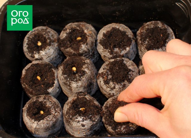 Помидоры в торфяных таблетках – особенности выращивания рассады