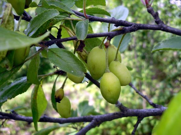 Почему опадают плоды сливы - наиболее частые причины - журнал "совхозик"