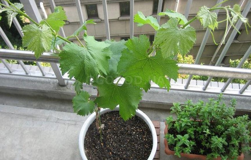 Виноград из косточки: пошаговый алгоритм выращивания