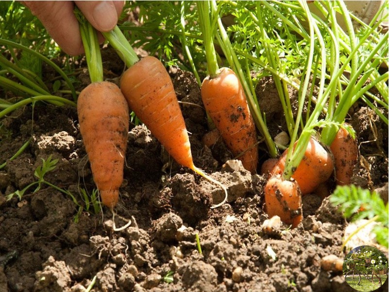Как поливать морковь после посадки