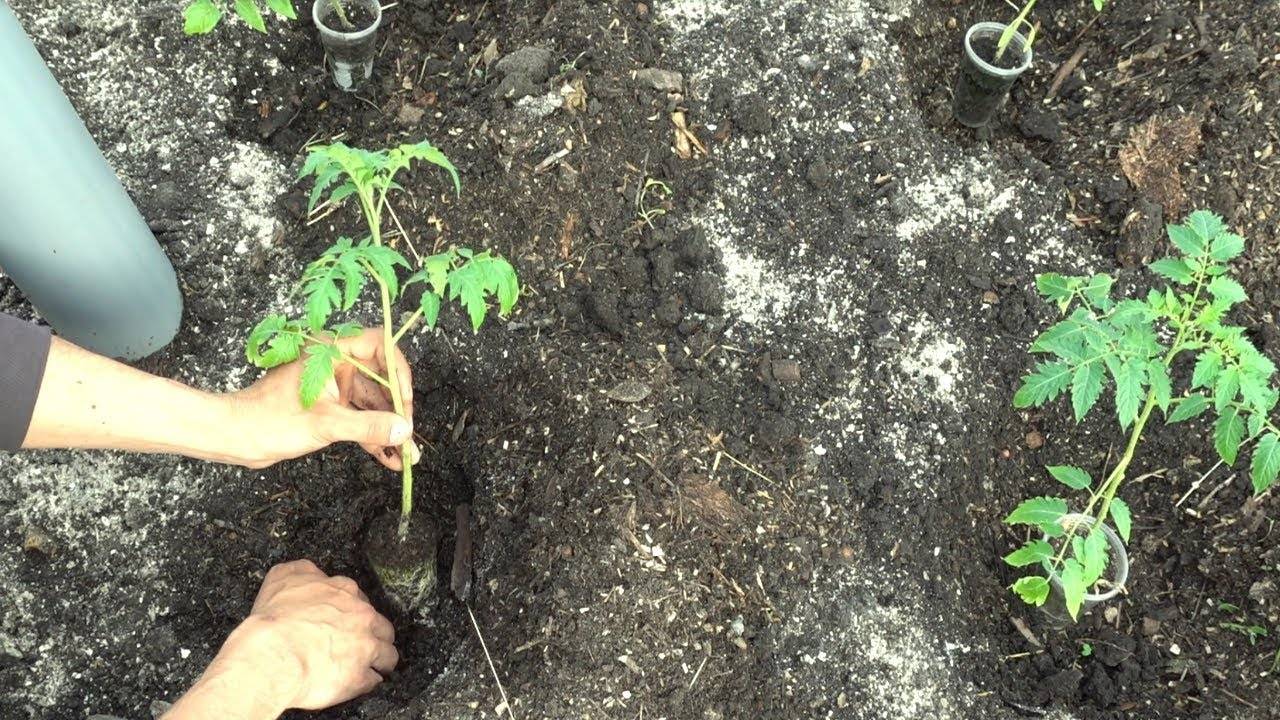 Как правильно посадить рассаду помидоры без пикировки