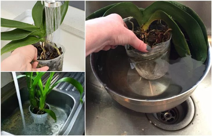 Рекомендации, как пересадить детку орхидеи в домашних условиях