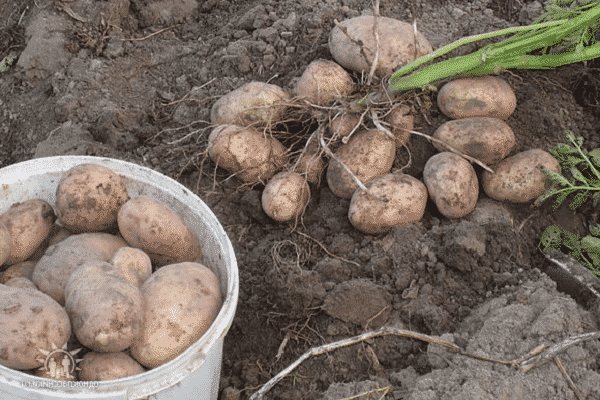 Описание сорта картофеля лаура