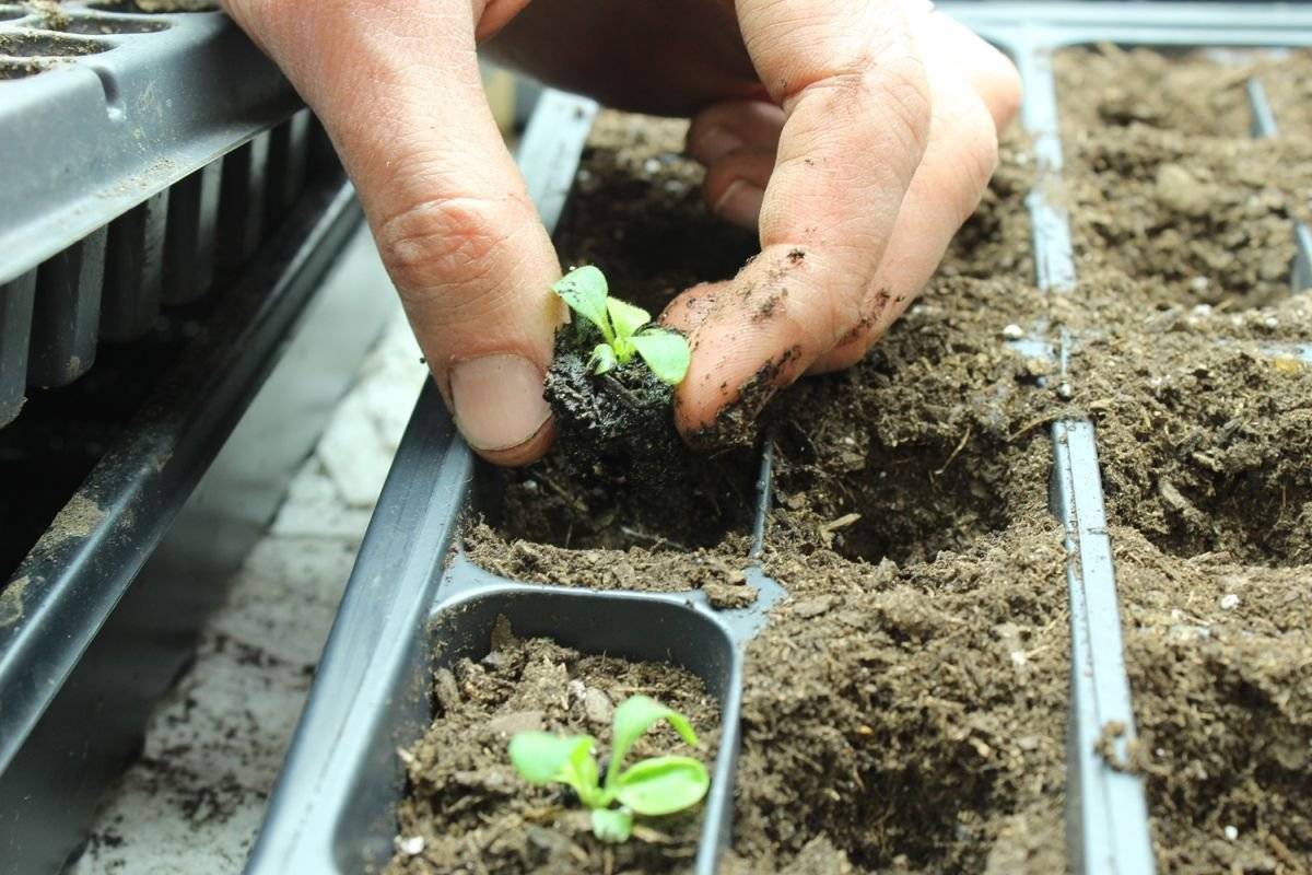 Выращивание рассады томатов, пошаговая инструкция