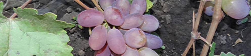 Описание и характеристики винограда сорта ризамат, посадка и уход