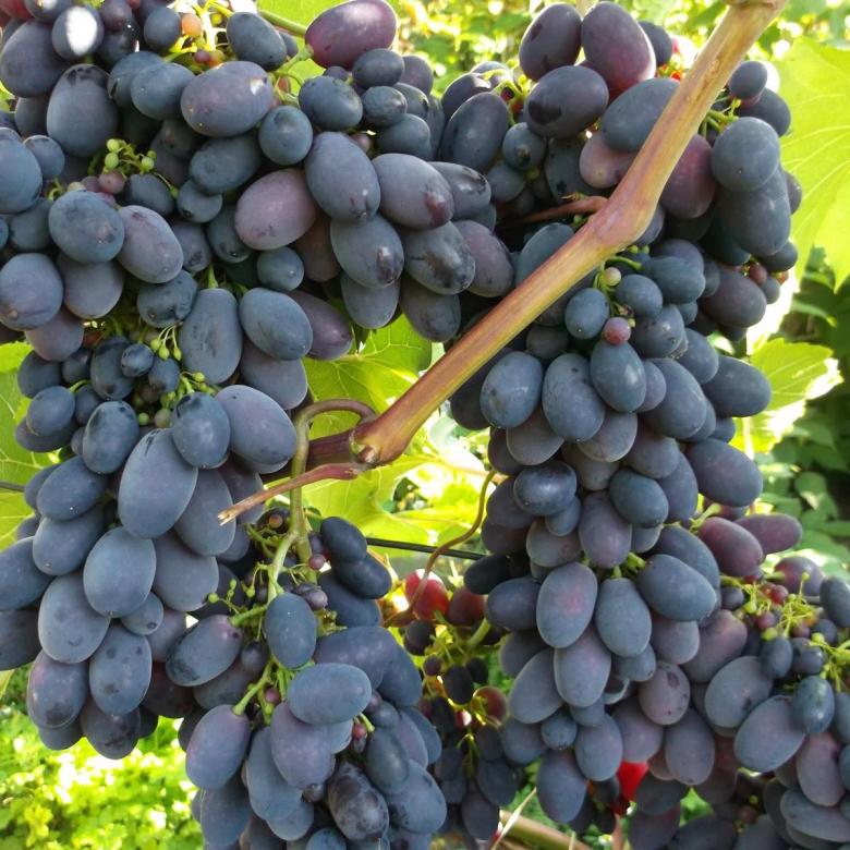 Виноград «Сира»: Классический и непревзойдённый сорт