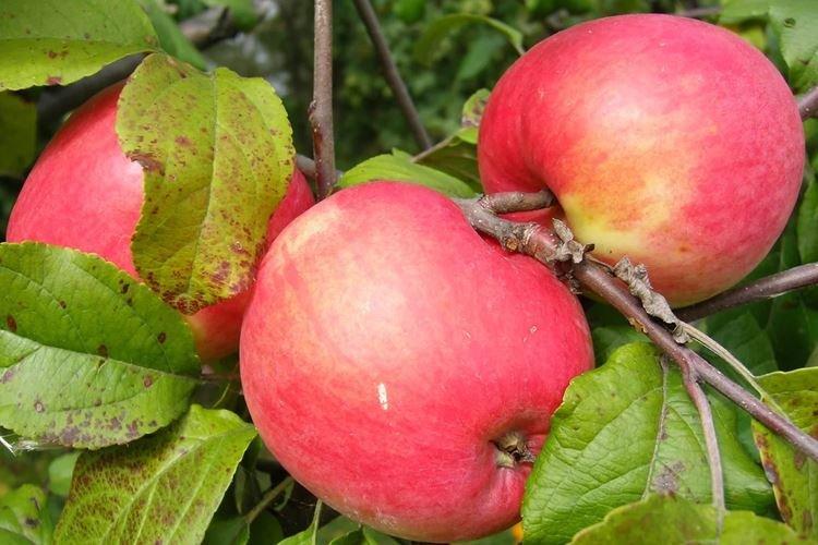 Яблоня "коробовка": описание сорта, фото, отзывы