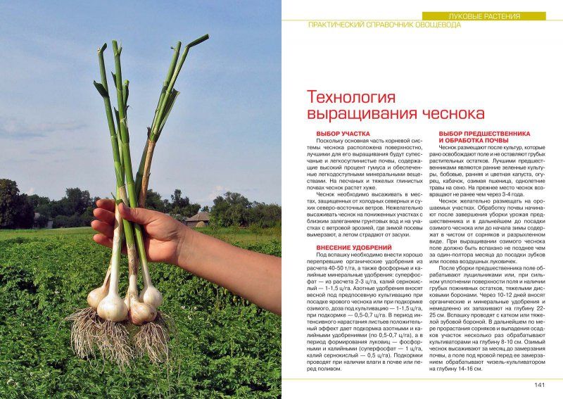 Выращивание чеснока на огородах россии
