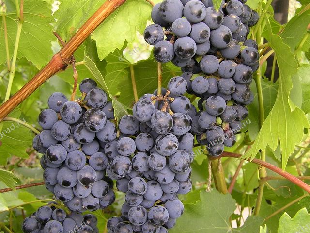 Сорт винограда «агат донской»