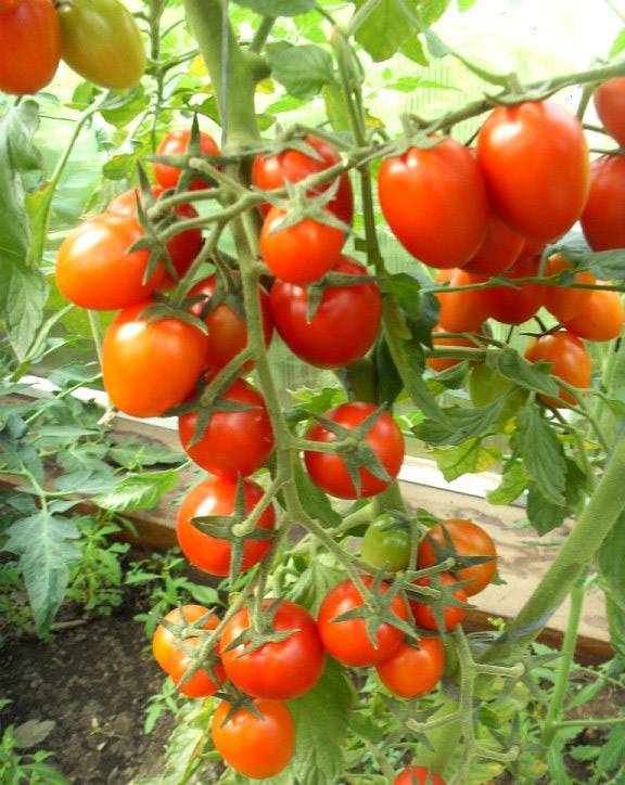Сорт с обильным урожаем черри — томат рубиновые пальчики f1: описание помидоров и характеристики