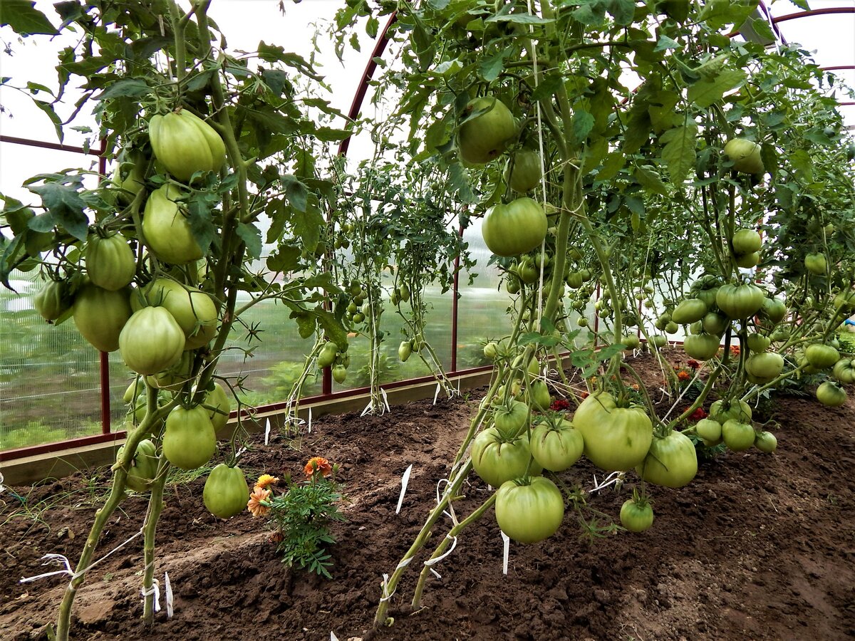 Как выращивать томаты в Сибири и правильно выбрать сорт, посадка и уход
