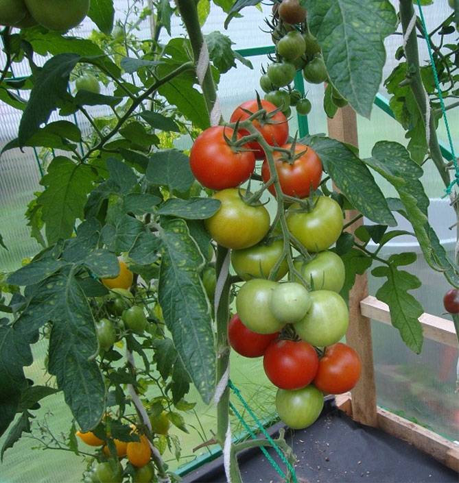 Характеристика томата Кистевой f1 и выращивание гибридного сорта