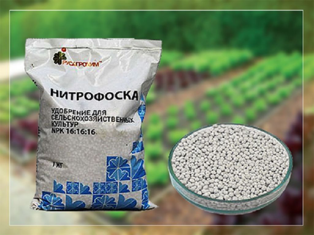 Нитрофоска: применение удобрения для помидор, как разводить подкормку для рассады и теплицы