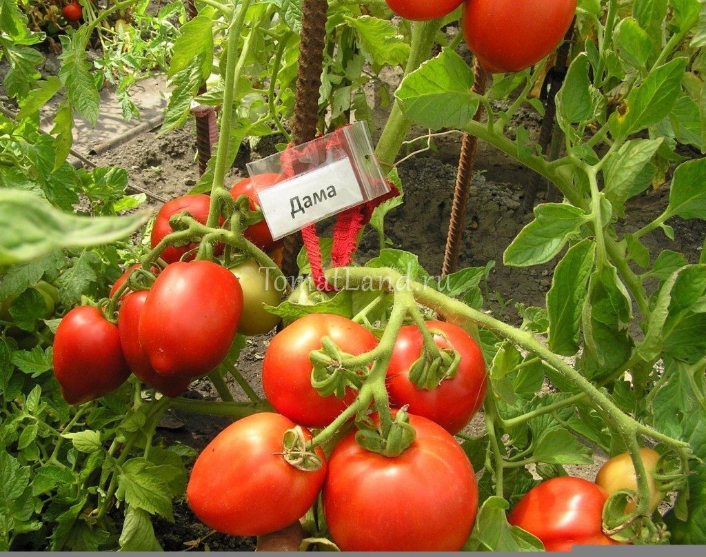 Лучшие помидоры для теплицы из поликарбоната: сорта и гибриды