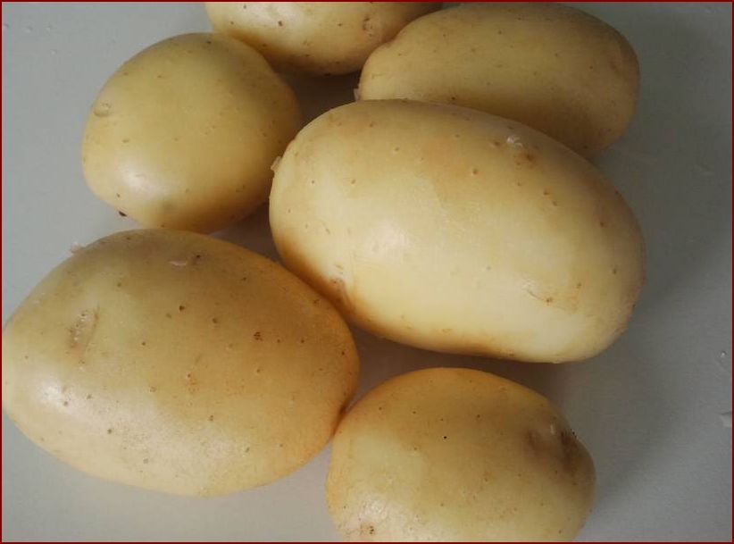 Сорт картофеля латона: описание с фото, преимущества и недостатки, а также сравнение характеристик с другими видами