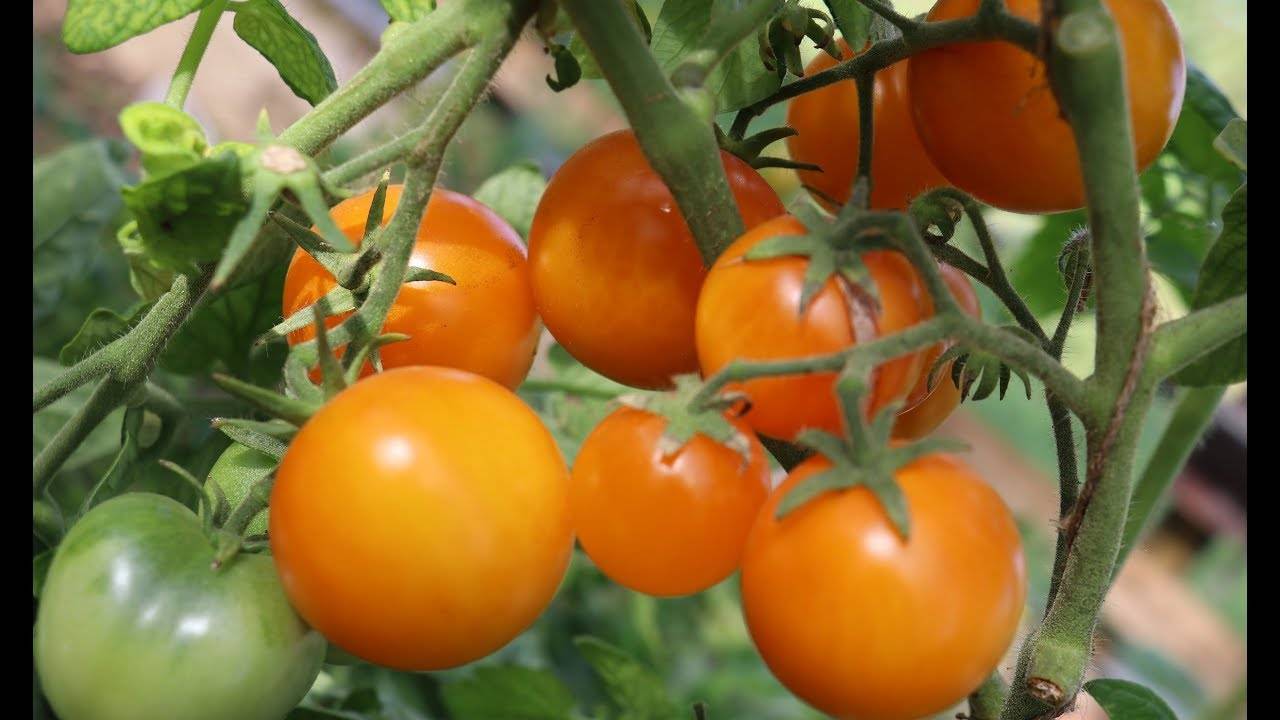 Описание сорта томата янтарный мед и его характеристики - всё про сады