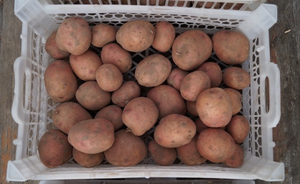 Описание и характеристика сорта картофеля жуковский, посадка и уход