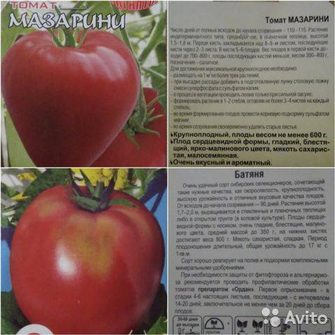 Сорт боец – неприхотливый томат сибирской селекции — описание, характеристики, отзывы садоводов
