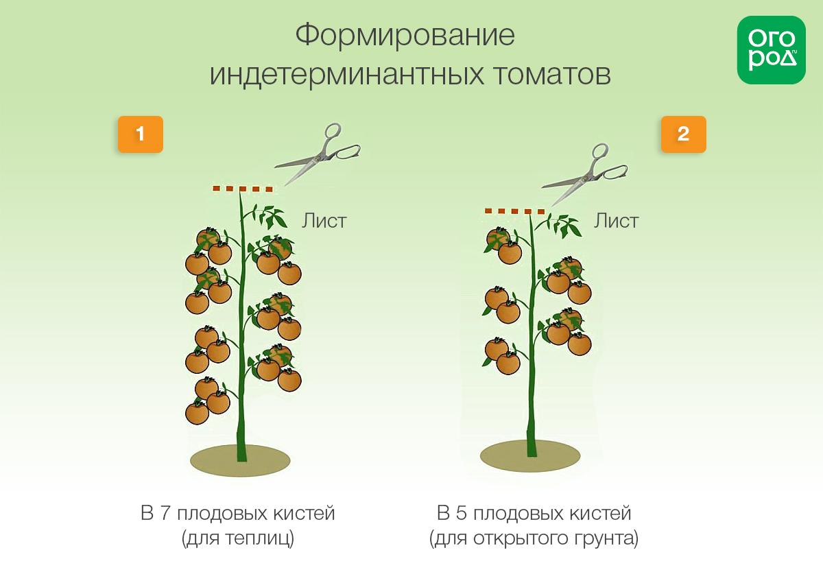 Перевод точки роста на боковой побег у томатов схема