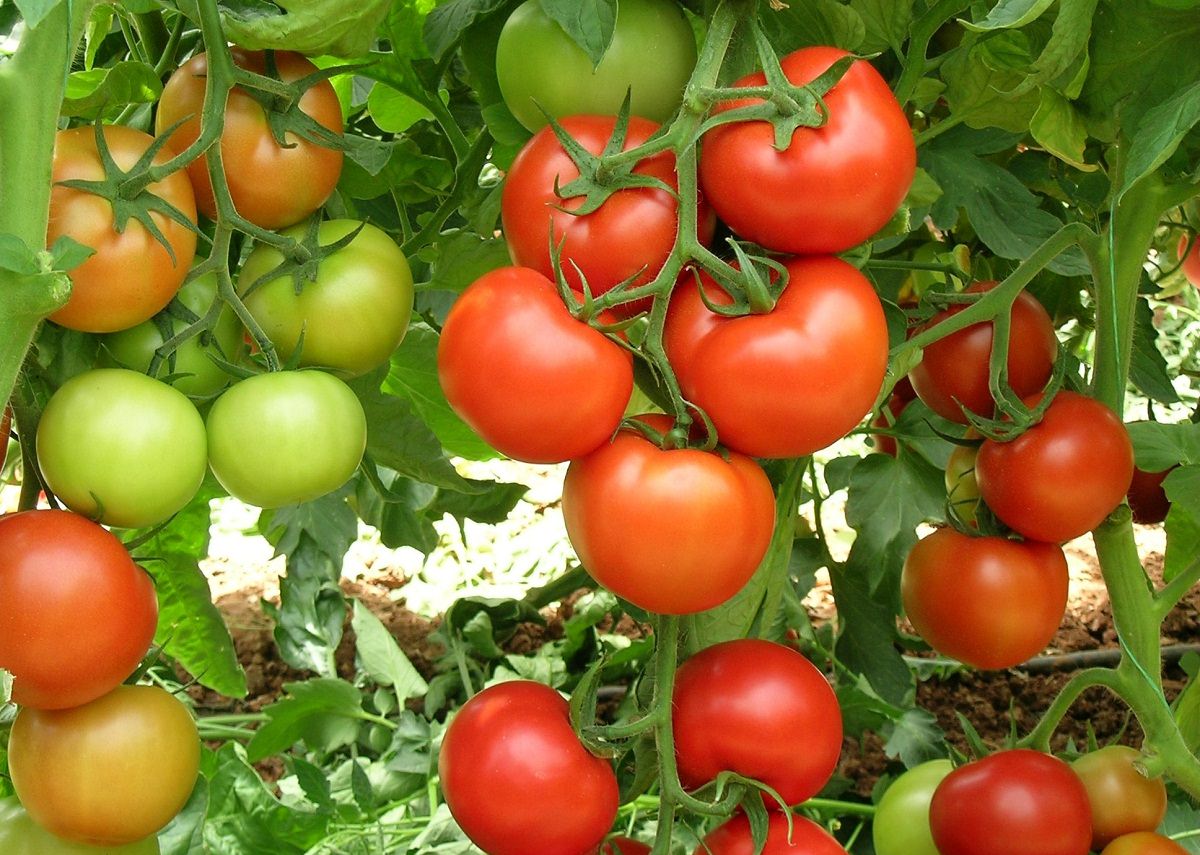 Описание сорта томата фунтик, его характеристика и урожайность - всё про сады