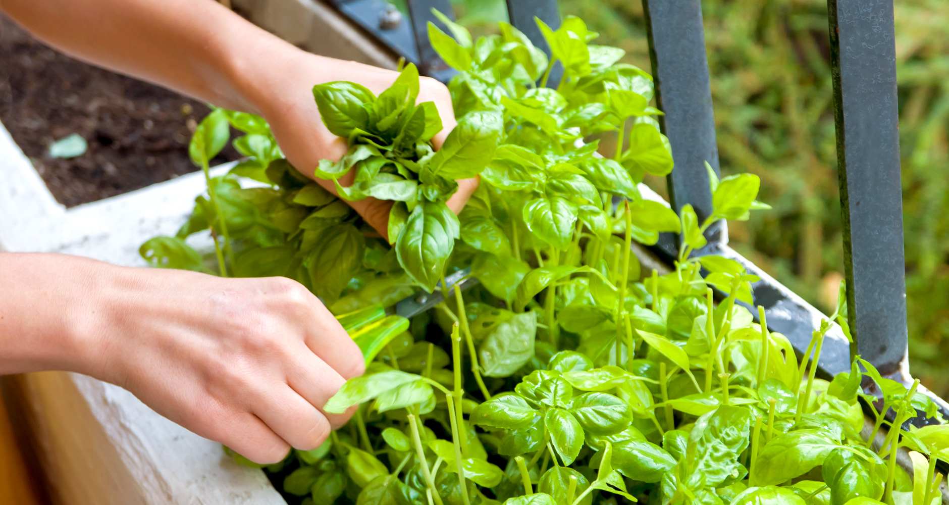 Выбор удобрения для базилика: чем подкормить обитателя грядки или растущую в домашних условиях зелень?