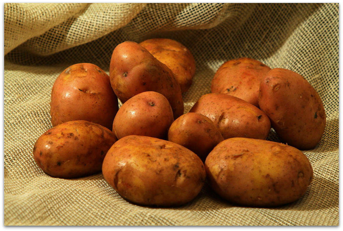 Описание сорта картофеля лорх