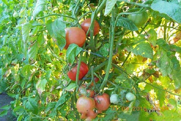 Описание томата Картофельный малиновый и агротехника выращивания