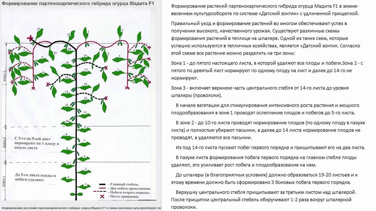 Схема прищипывания огурцов в открытом грунте