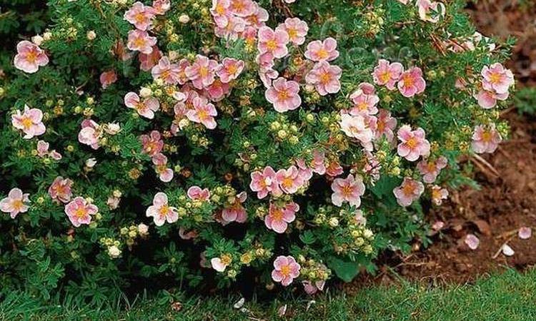 Лапчатка кустарниковая розовая фото уход и выращивание