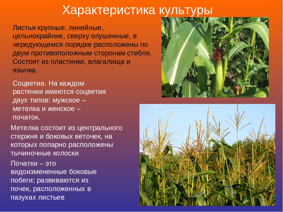 ✅ когда сажать кукурузу в открытый грунт семенами в средней полосе россии: уход, выращивание - tehnomir32.ru