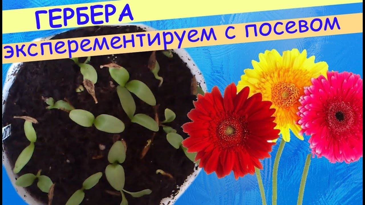Выращивание герберы садовой: посадка и уход в открытом грунте, размножение, видео инструкция