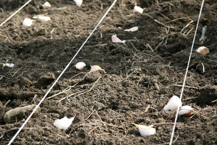 Подготовка чеснока к посадке весной, и выращивание чесночного урожая