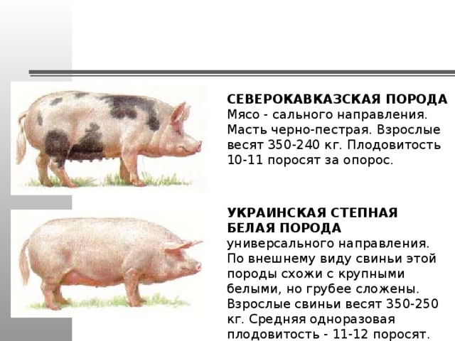 Порода свиней: классификация и популярные разновидности
