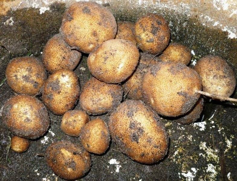 Сорт картофеля киви: описание сорта, характеристика, отзывы, фото