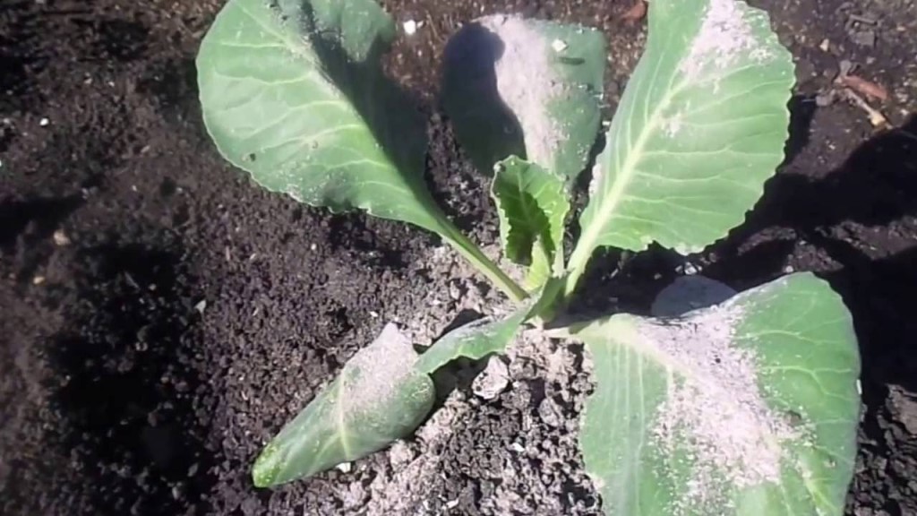 Чем и как правильно обработать капусту от блошки