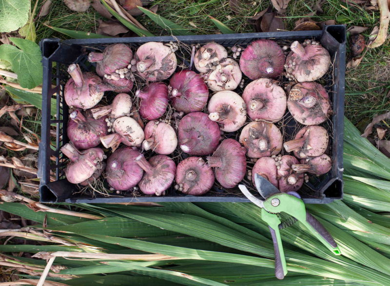 Гладиолусы после цветения, что делать и как подготовить луковицы к хранению
