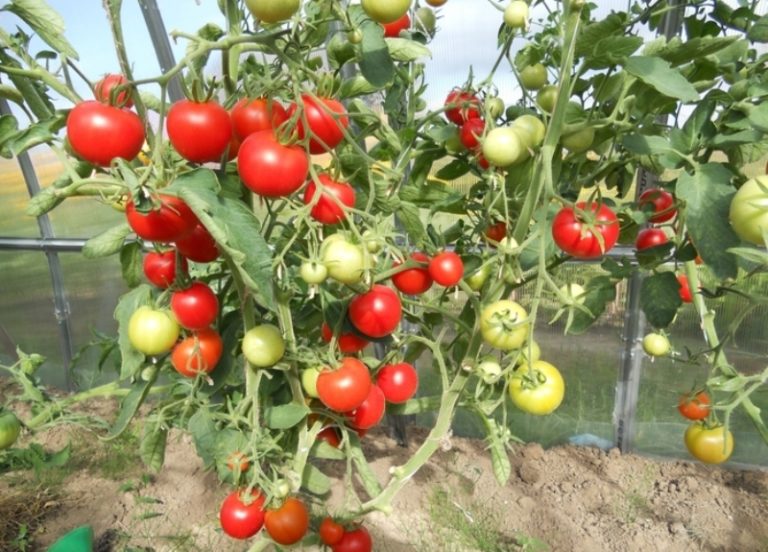 Томат благовест: описание и характеристика сорта, особенности выращивания помидоров в открытом грунте и в теплице, отзывы, фото