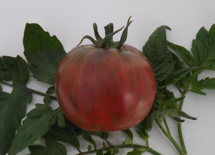 Томат «черный крым» или «черный крымский»: описание сорта, фото и рекомендации по выращиванию помидоры русский фермер