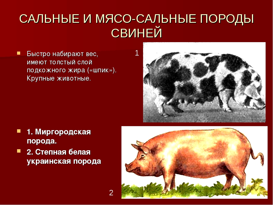 Мясные породы свиней: обзор видов, характеристики продуктивности