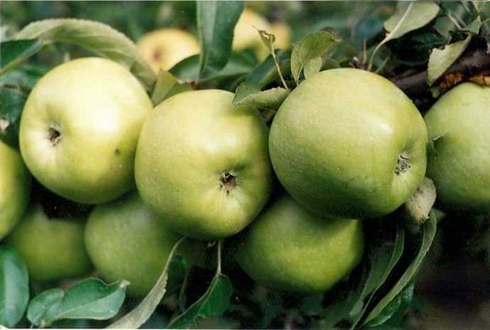 Семеренко яблоки: описание и характеристика сорта, чем полезны, посадка и уход