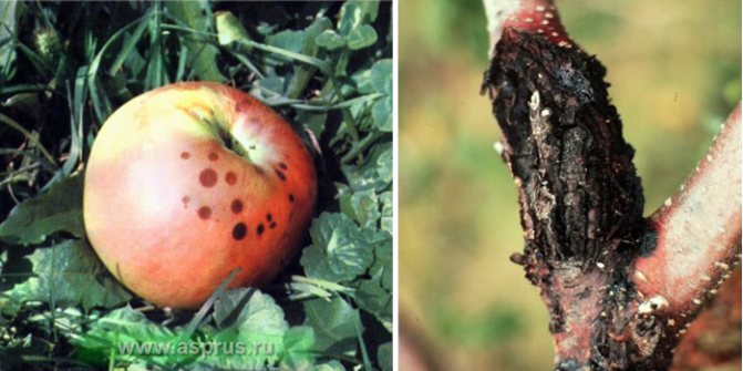 Признаки и лечение рака яблони, устойчивые к болезни сорта