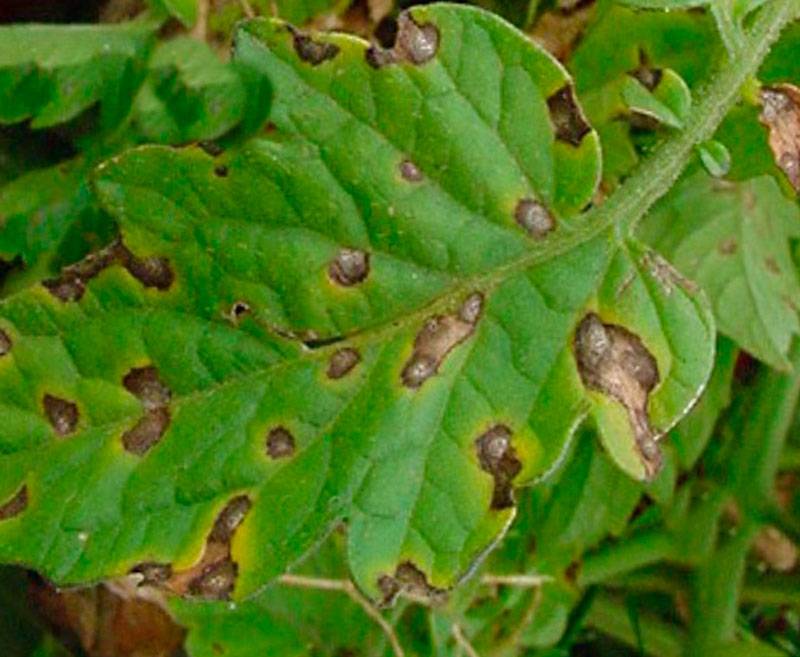 Защита ореха от вредителей и болезней