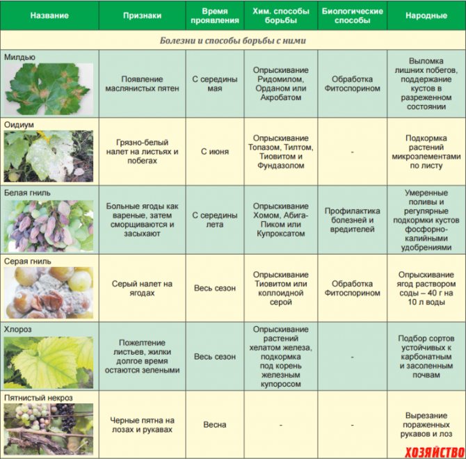 Обработка винограда весной - 3 этапа+19 проверенных препаратов