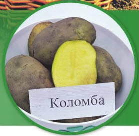 Картофель коломбо: описание сорта, фото, отзывы