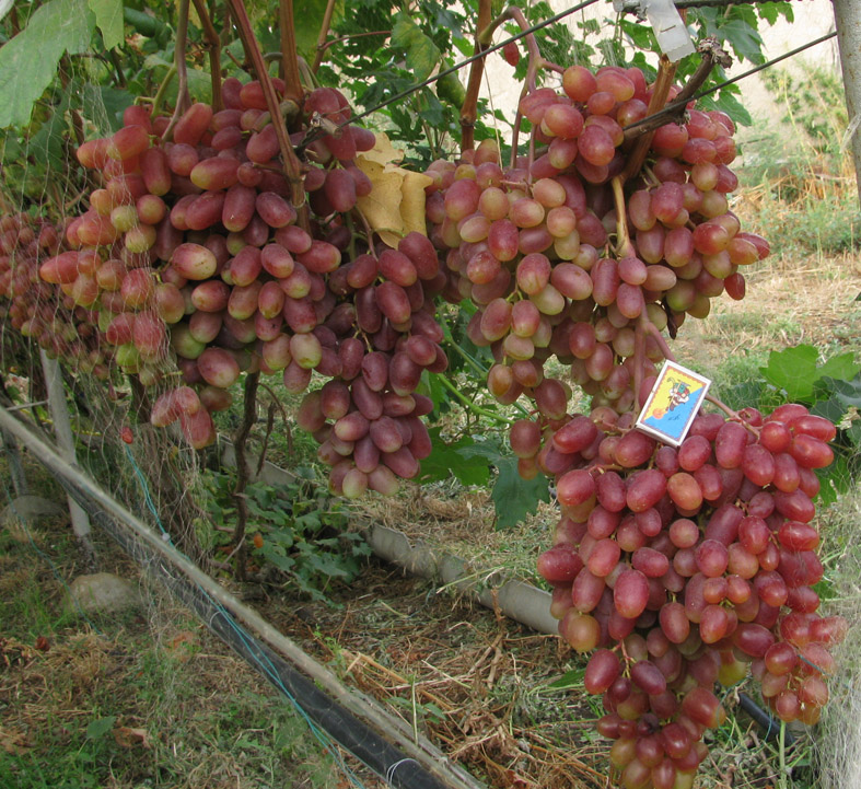  виноград сенсация: описание, характеристика