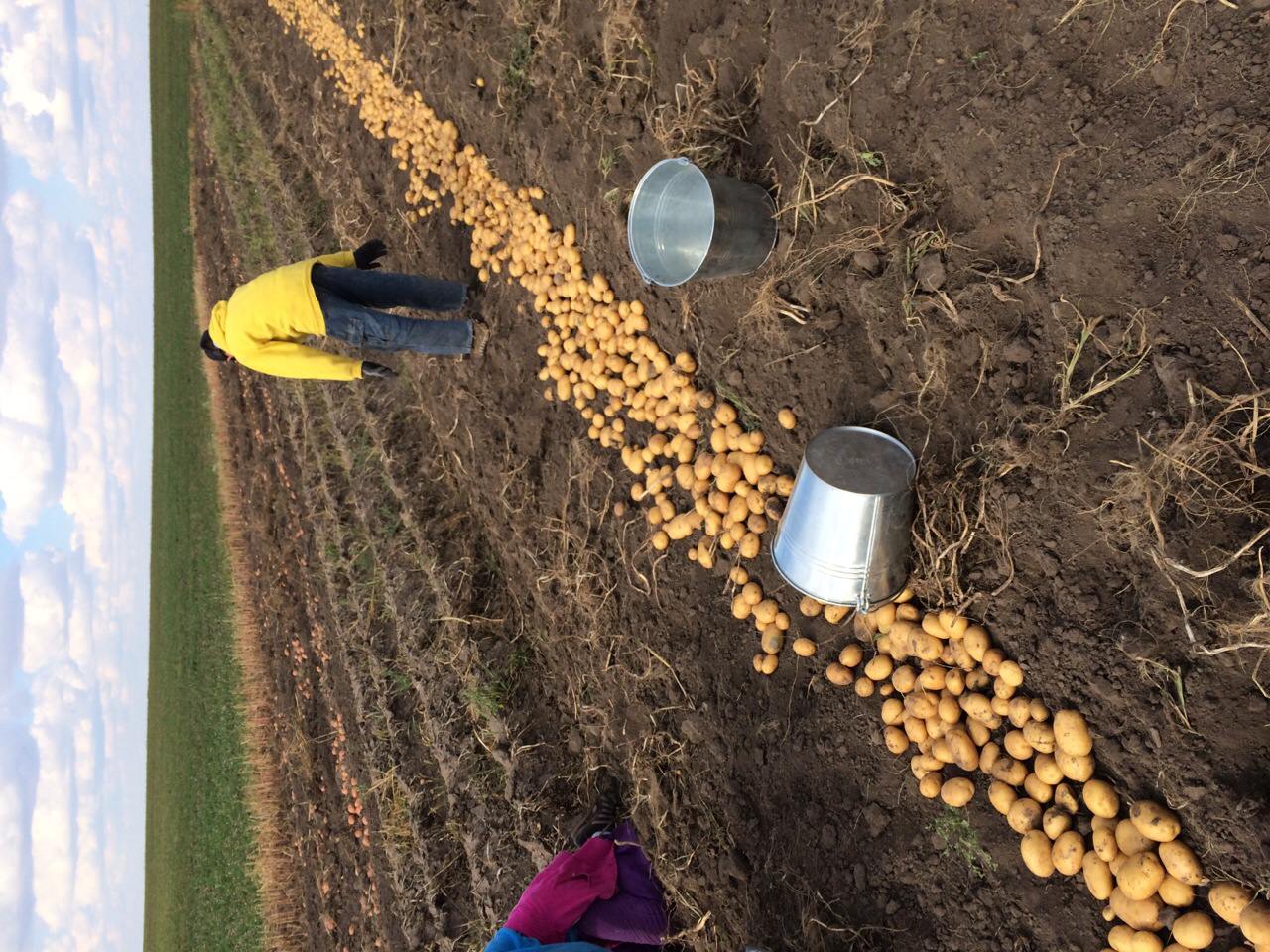 Особенности посадки картофеля по голландской технологии