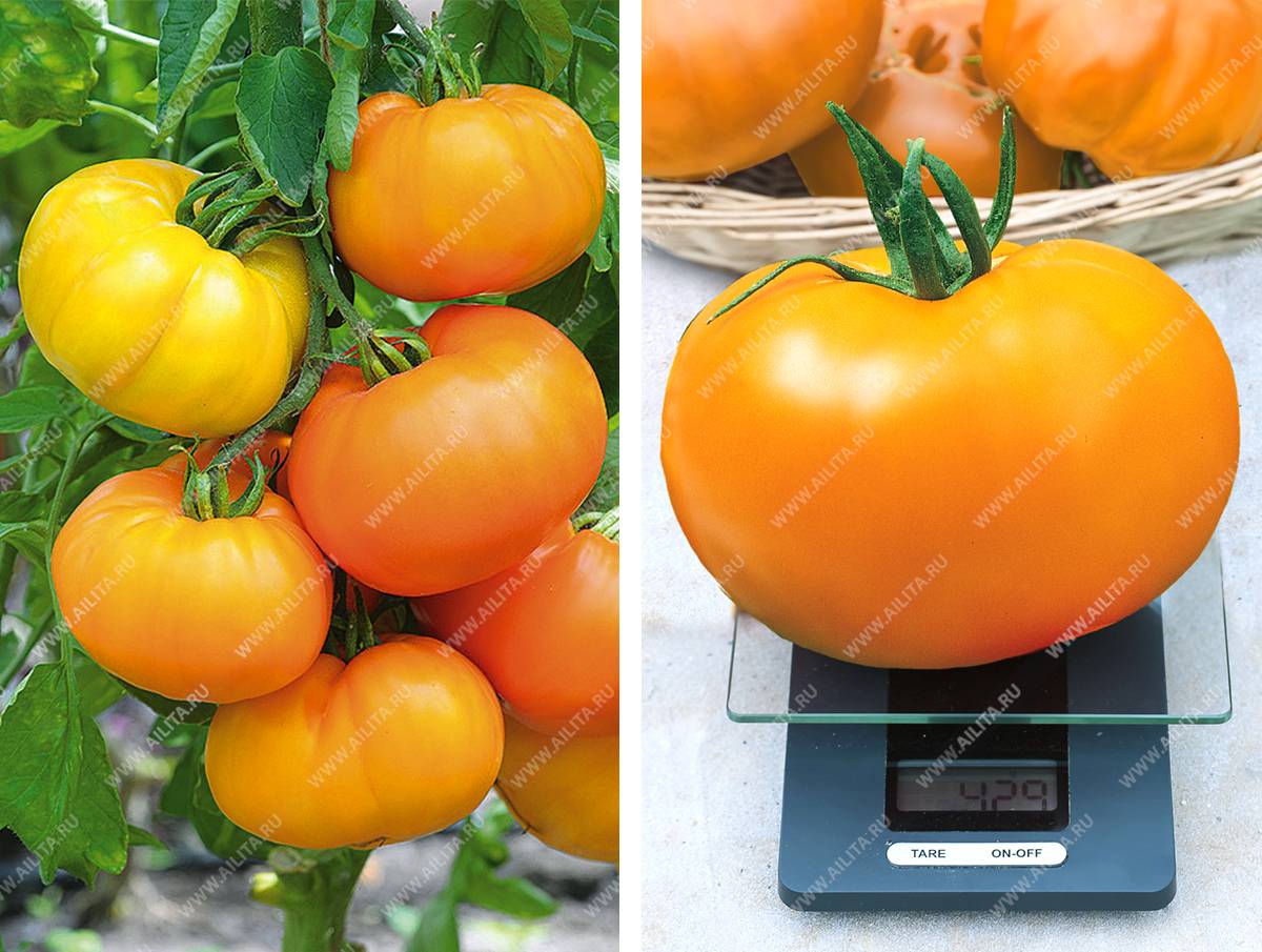 Рекомендации по выращиванию томата «желтый гигант» и описание сорта