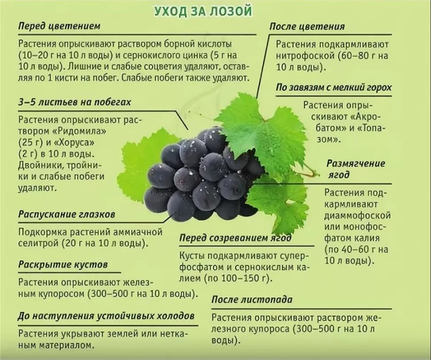 Подкормка винограда удобрениями: когда и что вносить